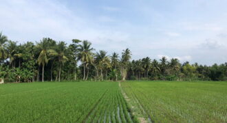 Tanah Sawah Bieuren