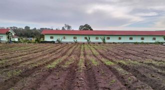 Sewa Lahan Pertanian Takengon