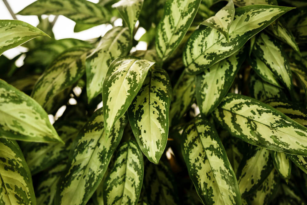 Chinese Evergreen (Aglaonema)