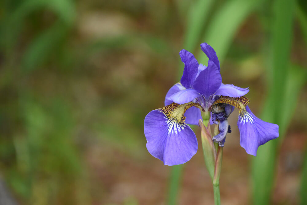 Iris Siberia