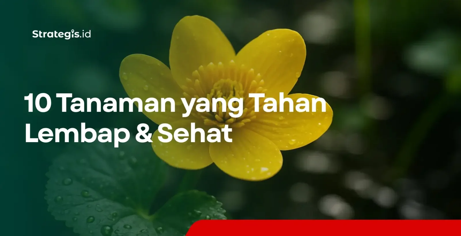Tanaman yang Tahan Lembap