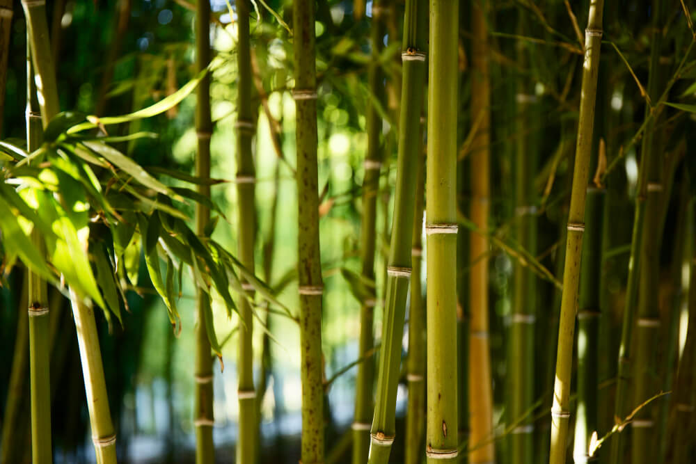 Water Bamboo